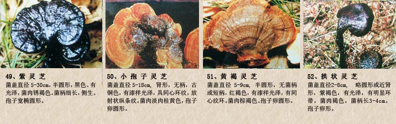 圖片關鍵詞 圖片關鍵詞