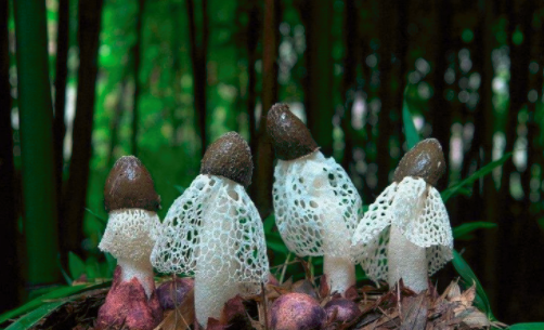 圖片關鍵詞 http://m.efhza.cn/ewebeditor/uploadfile/20180828110329835001.png