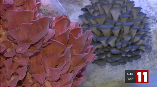 圖片關鍵詞 http://www.mushroommarket.net/file/upload/201912/05/08-34-00-83-283825.png