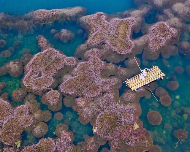 國家蘑菇地理：中國哪里的蘑菇最好吃？