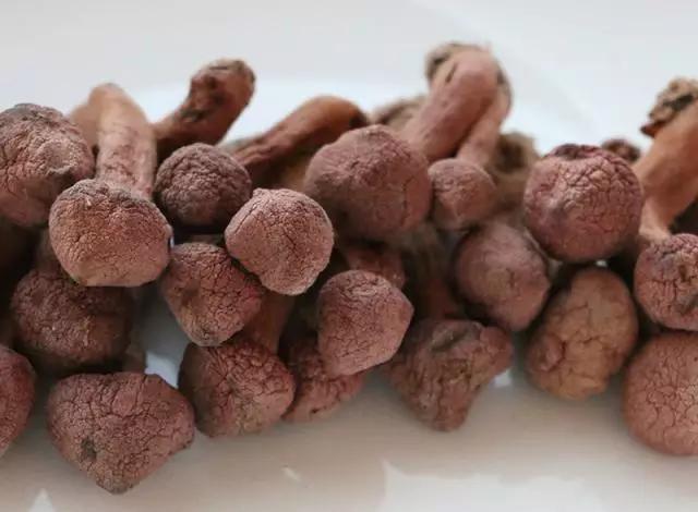 國家蘑菇地理：中國哪里的蘑菇最好吃？